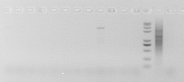 ͼƬ1.png